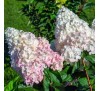 Гортензия Пинк Леди (Pink Lady) С 2,5;  3 года
